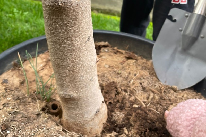 Giornata Nazionale degli Alberi – Orpea – 2022 Giornata Nazionale degli Alberi - Orpea - 2022
